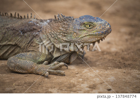 Green iguana lizard profile on ground with copy space on blurred background Green iguana lizard profile on ground with copy space on blurred background 137848774