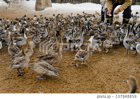 餌に群がるカモ 餌に群がるカモ 137848859
