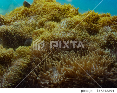 センジュイソギンチャク センジュイソギンチャク 137848894