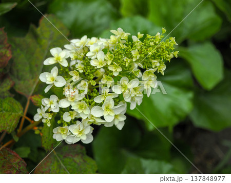 カシワバアジサイのある風景 137848977