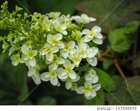 カシワバアジサイのある風景 137848979