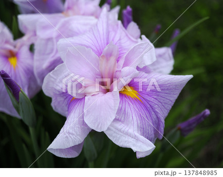 自生する花菖蒲の花 137848985