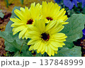 春の花 137848999