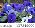 春の花 137849000
