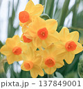春の花 137849001