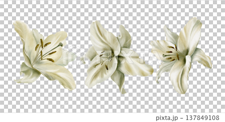 Set of white lilies in soft,muted vintage tones,symbolizing innocence,purity,chastity,religious celebration.Watercolor with textures for First Communion materials,sacred ceremonies,funeral 137849108