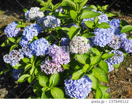 紫陽花のある風景 紫陽花のある風景 137849122