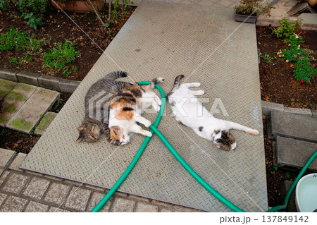 昼寝する3匹の猫 137849142