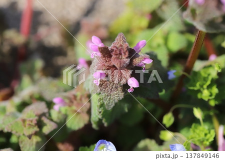 早春の道端に咲くピンク色のヒメオドリコソウの小さな花 137849146