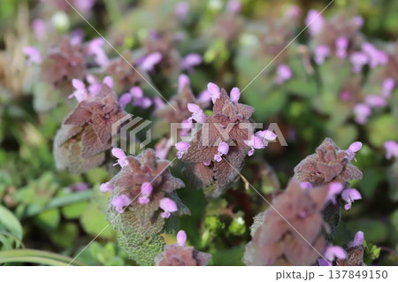 早春の道端に咲くピンク色のヒメオドリコソウの小さな花 早春の道端に咲くピンク色のヒメオドリコソウの小さな花 137849150