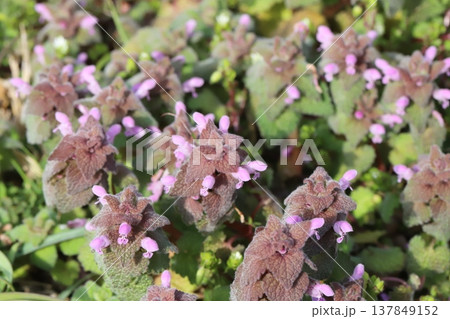 早春の道端に咲くピンク色のヒメオドリコソウの小さな花 137849152