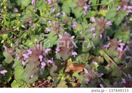 早春の道端に咲くピンク色のヒメオドリコソウの小さな花 早春の道端に咲くピンク色のヒメオドリコソウの小さな花 137849153