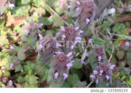 早春の道端に咲くピンク色のヒメオドリコソウの小さな花 137849154