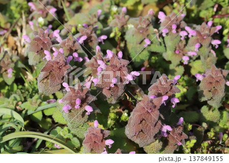 早春の道端に咲くピンク色のヒメオドリコソウの小さな花 早春の道端に咲くピンク色のヒメオドリコソウの小さな花 137849155