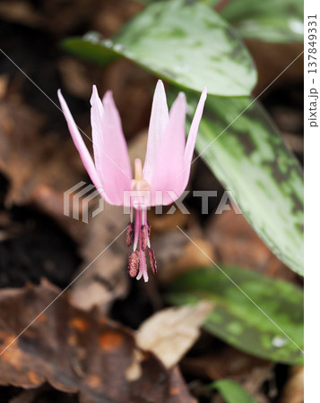 カタクリの花のある風景 137849331