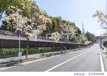 ハクモクレンの咲く道（名古屋市東区・文化のみち） 137849366