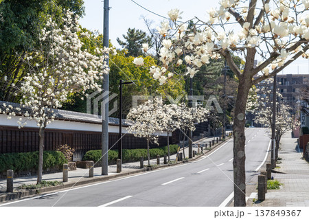 ハクモクレンの咲く道（名古屋市東区・文化のみち） 137849367