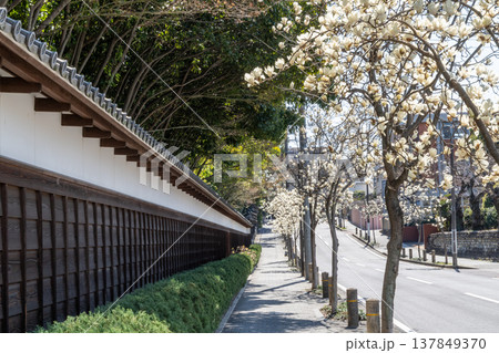 ハクモクレンの咲く道（名古屋市東区・文化のみち） 137849370