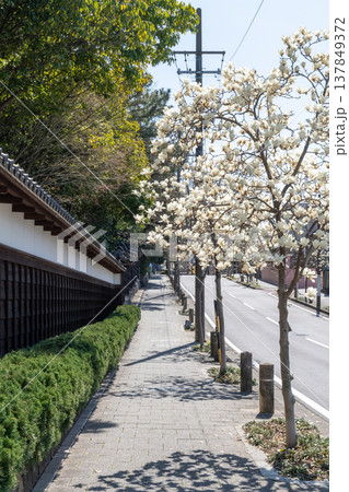 ハクモクレンの咲く道(名古屋市東区・文化のみち) ハクモクレンの咲く道(名古屋市東区・文化のみち) 137849372