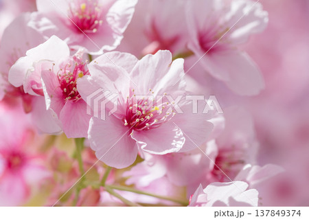 春の陽光に映える河津桜の花びら 137849374