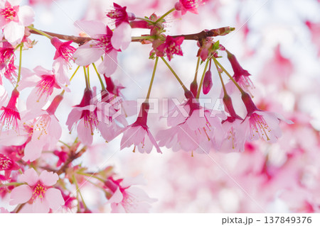 満開の阿亀桜（オカメザクラ） 137849376