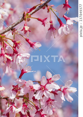 満開の阿亀桜（オカメザクラ） 137849377