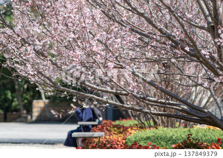 満開の東海桜(名古屋市東区) 満開の東海桜(名古屋市東区) 137849379