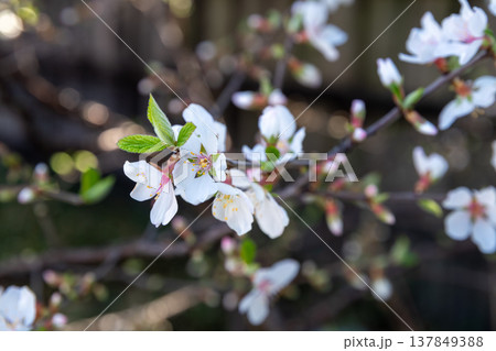 梅桃(ユスラウメ)の花 梅桃(ユスラウメ)の花 137849388