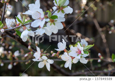 梅桃(ユスラウメ)の花 梅桃(ユスラウメ)の花 137849389