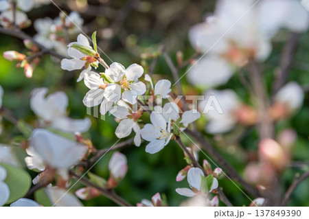 梅桃(ユスラウメ)の花 梅桃(ユスラウメ)の花 137849390