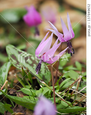 カタクリの花のある風景 カタクリの花のある風景 137849652