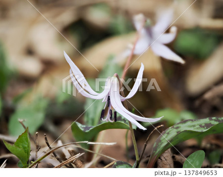 カタクリの花のある風景 カタクリの花のある風景 137849653