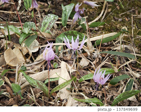 カタクリの花のある風景 137849699