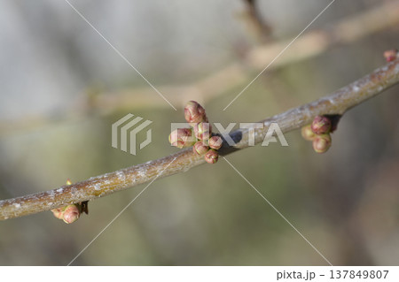 Japanese Flowering Quince Japanese Flowering Quince 137849807