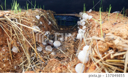 Straw mushroom spawn on oyster mushroom substrate 137849855