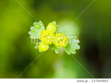 コガネネコノメソウのある風景 137849863