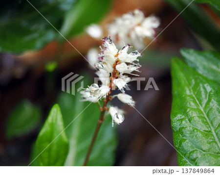 ハルトラノオのある風景 ハルトラノオのある風景 137849864