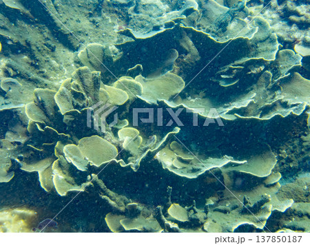 リュウキュウキッカサンゴ 137850187