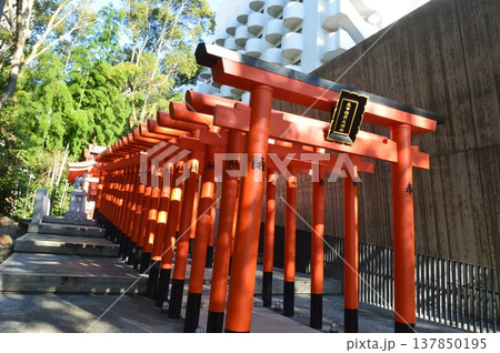 朱塗りの鳥居(稲荷神社・生田神社 境内/兵庫県神戸市中央区) 朱塗りの鳥居(稲荷神社・生田神社 境内/兵庫県神戸市中央区) 137850195