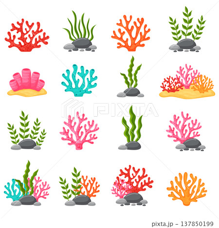 Underwater seaweeds and coral reef plants collection vector illustration. Underwater seaweeds and coral reef plants collection vector illustration. 137850199