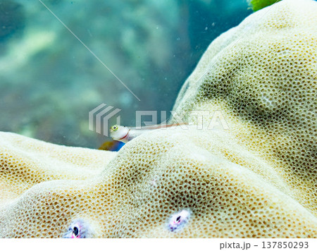 ルボックスブレニー ルボックスブレニー 137850293