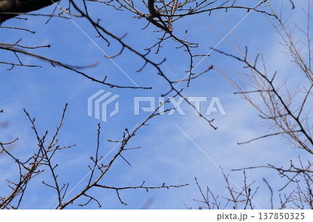 少しずつ膨らんできた桜の蕾 少しずつ膨らんできた桜の蕾 137850325
