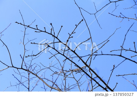 少しずつ膨らんできた桜の蕾 137850327