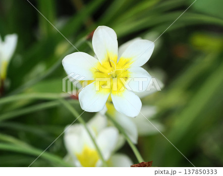 スパラキシス(スイセンアヤメ)のある風景 137850333