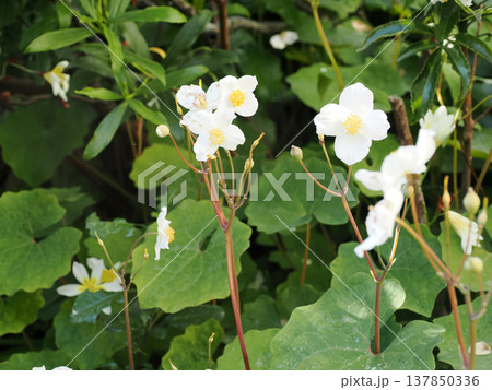 シラユキゲシのある風景 137850336