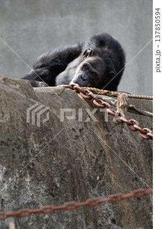 あなたは何本のロープで繋がってますか、何本の鎖で繋がれてますかと問うチンパンジー 137850594