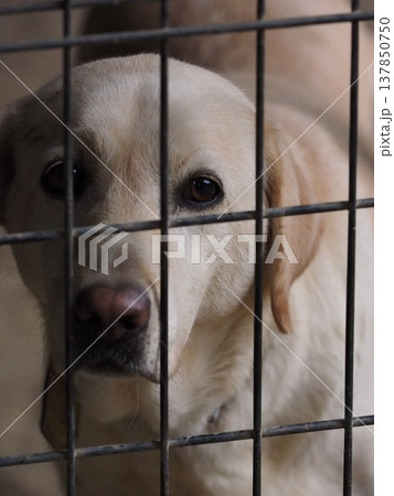 ケージの中で飼い主を待つ犬 ケージの中で飼い主を待つ犬 137850750