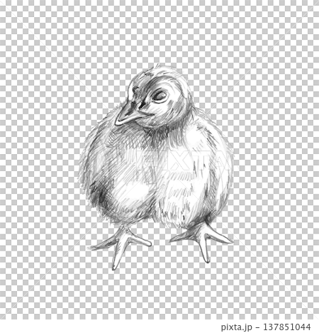 Turkey chick front view. Isolated pencil illustration for children's books, agricultural illustrations, apparel design, greeting cards, food packaging, themed events, and websites. Turkey chick front view. Isolated pencil illustration for children's books, agricultural illustrations, apparel design, greeting cards, food packaging, themed events, and websites. 137851044