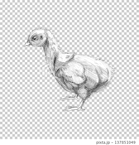Turkey chick side view. Isolated pencil...のイラスト素材 [137851049] - PIXTA