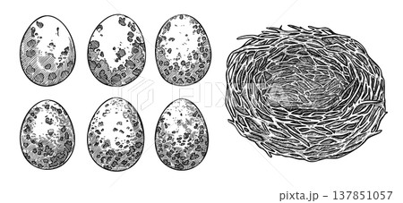 Bird nest with speckled quail egg black and white sketch set. Hand drawn vector graphic with outline texture. Organic nature inspired illustration. Perfect for seasonal decor and wildlife card design. 137851057